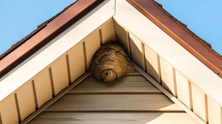 Ein Insektennest sieht ganz unauffällig aus, meist ist das Zusammenleben von Tier und Mensch aber nicht friedlich und das Nest sollte artenschutzgerecht entfernt werden.
