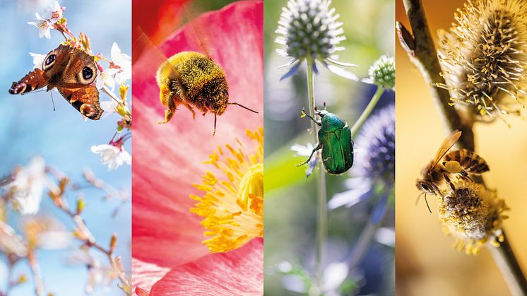Pollinerande insekter