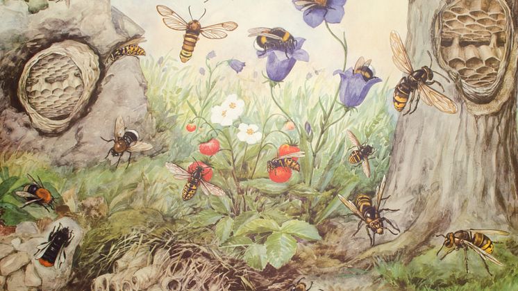 Skolplansch djur & natur. Konstnär Rudolf Tupy (1891–1973). Beskuren bild. SkM:7498