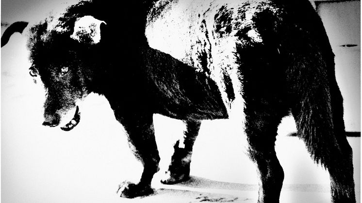 Stray dog © Daido Moriyama Photo Foundation