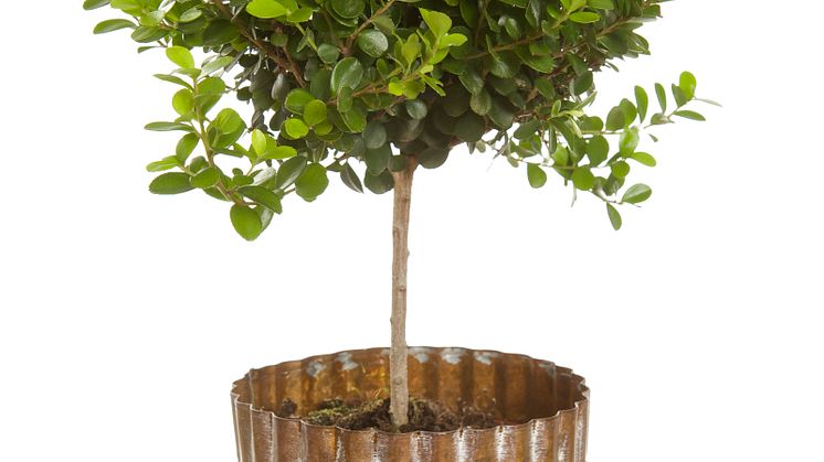 Myrsine Africana
