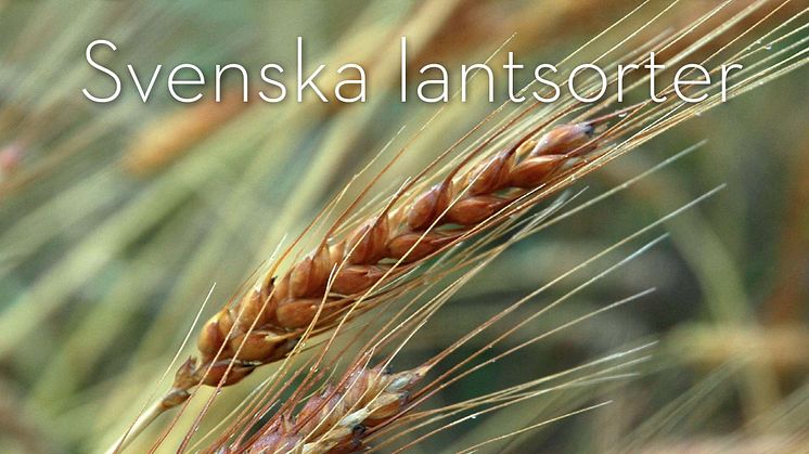 Spannmål: Svenska lantsorter av Matti Wiking Leino (Nordiska museets förlag 2017) hör till vinnarna i Årets svenska måltidslitteratur.