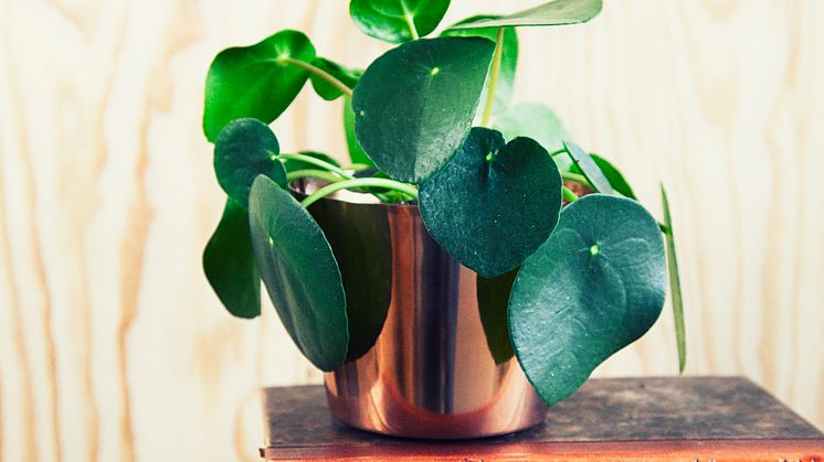 Parasollpilea, (Elefantöra), Pilea peperomioides