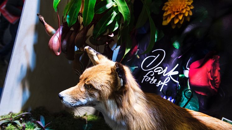 Pudriga pasteller och mörk romantik i nästa års rabatter