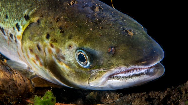 Salmo salar 