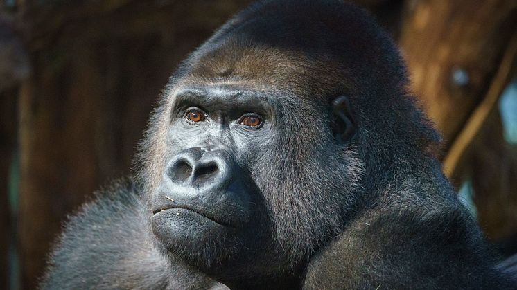 Kiburi in Gorilla Kingdom at ZSL London Zoo (c) ZSL DHL (5)