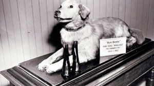 Wallace with Boots