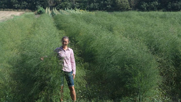 Åsa Sjöblom odlar sparris i Skåne tillsammans med maken Johan. Nu har de nästan ett och ett halvt hektar åkermark för sparrisen.