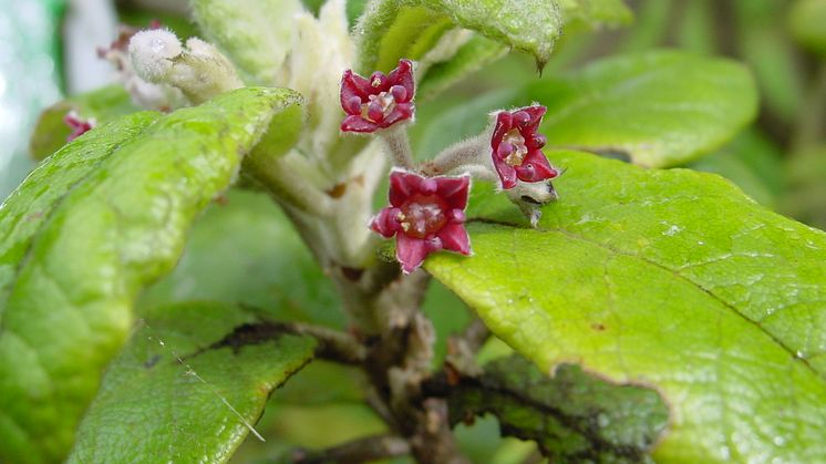 St Helena olive (Nesiota elliptica) var en brakvedsväxtart som upptäcktes 1805 på Sankt Helena, södra Atlanten. Arten utrotades 2003 men dess genetiska material lagrades i Kews DNA-bank och är tillgängligt för forskning. Foto: Rebecca Cairns-Wicks