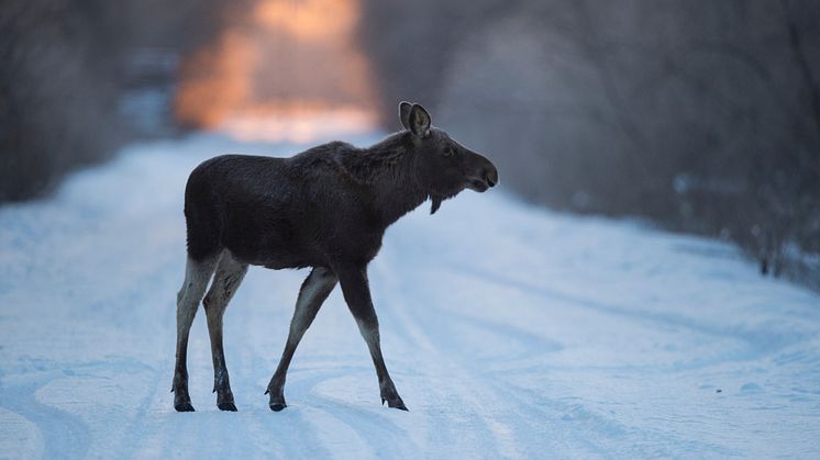 Rekordmånga viltolyckor förra året