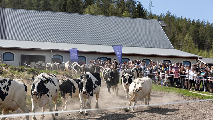 Välkomna till Norrmejeriers betessläpp på 16 mjölkgårdar runtom i Norrbotten, Västerbotten, Ångermanland och Jämtland.