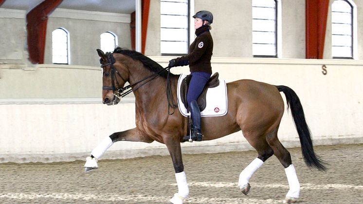 Gina Tricot Grand Prix Dressage lockar sverigeeliten till Borås