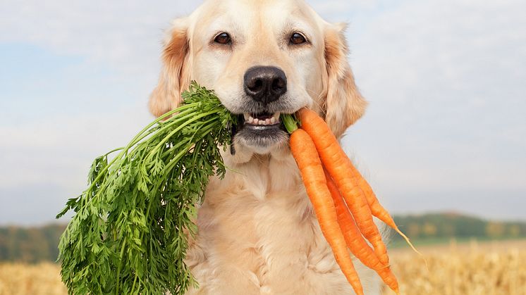 Header PM Veganuary