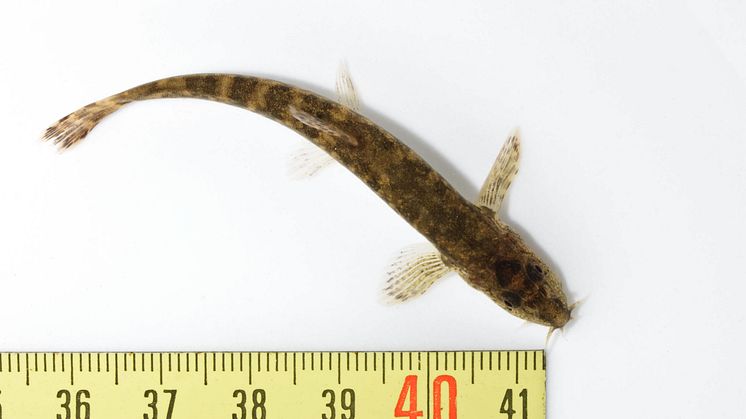 Järvaprojektet: Hembygdsakvarium, akvarium med levande fiskar, 2013 