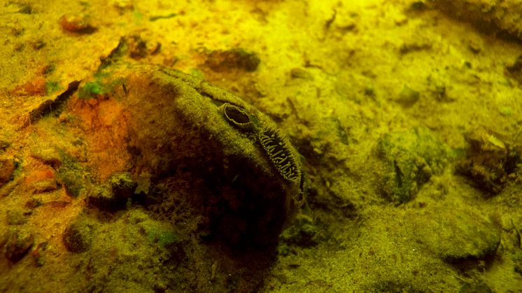 Foto: We Dive Karlstad AB