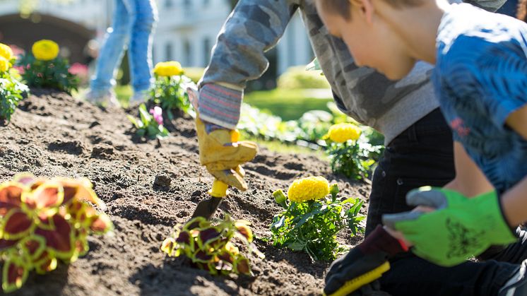 För femte året i rad hjälper skolbarn oss att göra fint i Barnens rabatt. I år är det barn från Söderskolan som planterar växter utifrån temat "Godispåse för pollinerare".