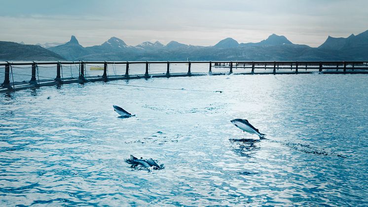 Cermaq will reduce the company's climate emissions with approximately 350 000 tonnes CO2e within 2030