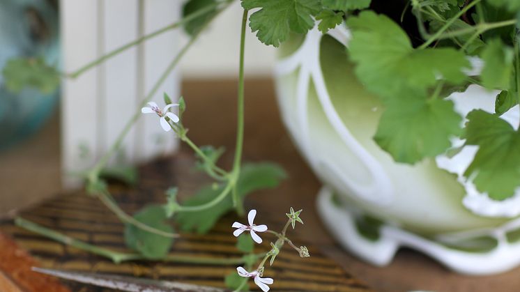 2 Muskotpelargon / Marias blomma  Pelargonium x fragrans Grönt Kulturarv U-40