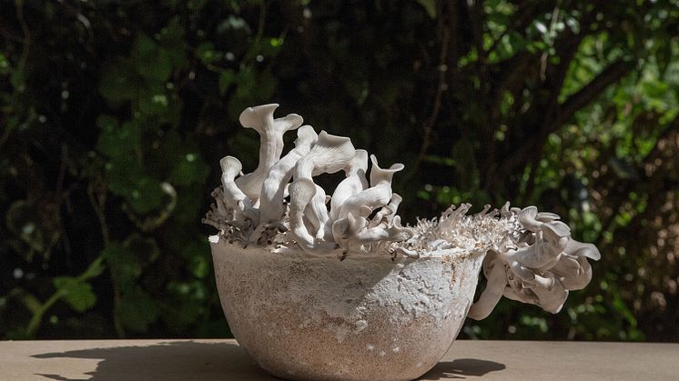 Officina Corpuscoli, The Growing Lab Mycelia, 2009–ongoing. Courtesy of Maurizio Montalti.