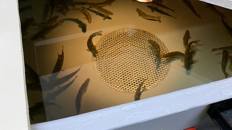 Ferdig vaksinert fisk i forsøkskar.jpg