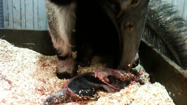 Unik födsel blev årets julklapp på Parken Zoo  