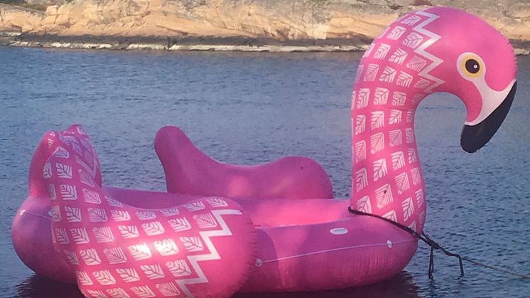 Flamingo på avveie. Foto Gjensidige