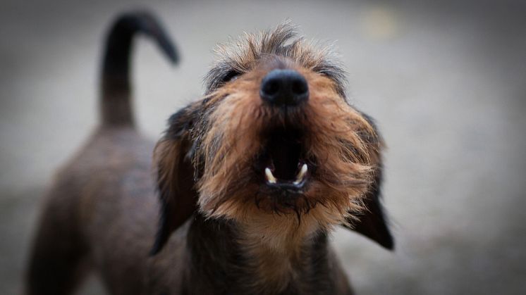 Bitskador hund.jpg