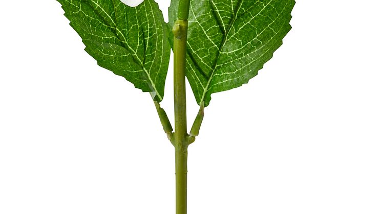 Hortensia