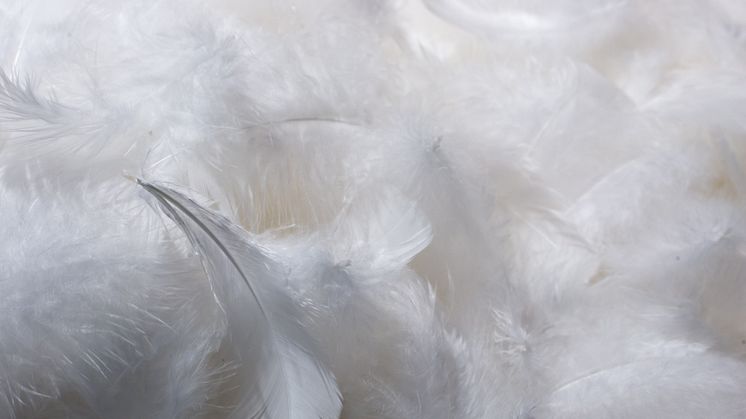 Responsibility Matters: Ethical sourcing of down