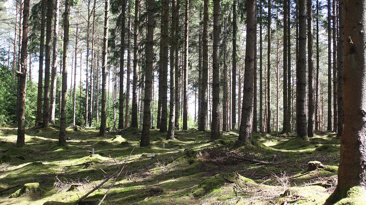 Granskog lagrar kol bäst