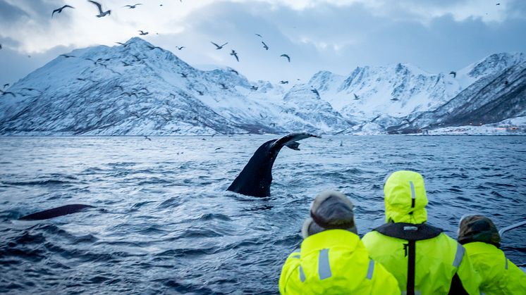 Immerse yourselves in the authentic Arctic living this autumn