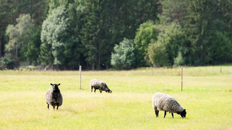 EU-kommissionen storsatsar på ekologisk mat för ökad hållbarhet