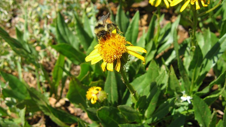 Bombus incognitus eller Bombus sylvicola