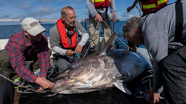 FiskarnasRike_TONFISK