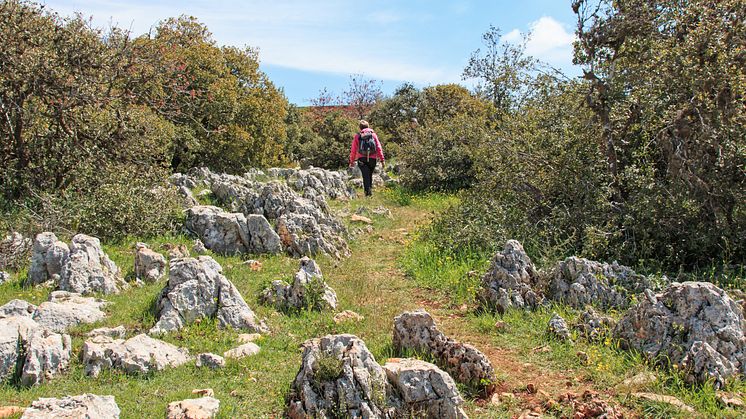 TEMA, Vandring i Jordanien,  gröna Ajloun _AdobeStock81377219
