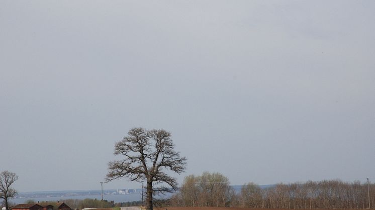 Vägträd vid Blomberg, Kinnekulle