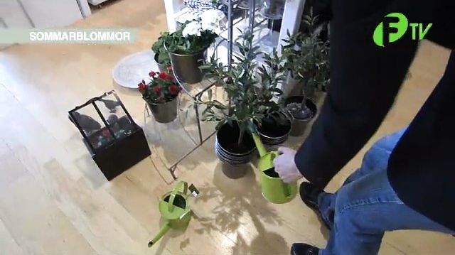FTV - Sommarblommor