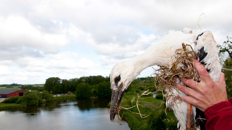 Ringmärkning av årets storkar i Flyinge