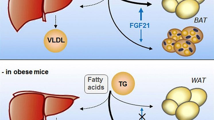 Bättre förståelse om lovande blodfettsänkande signalprotein