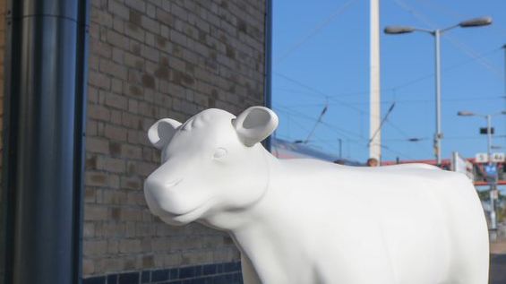 Cows about Cambridge