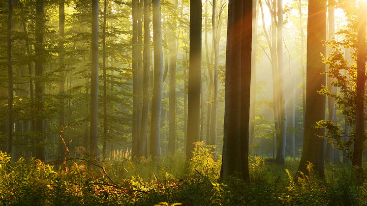 Swiss Wood Solution använder träd från certifierat hållbart skogsbruk i Europa med stort fokus på lokala skogar..png