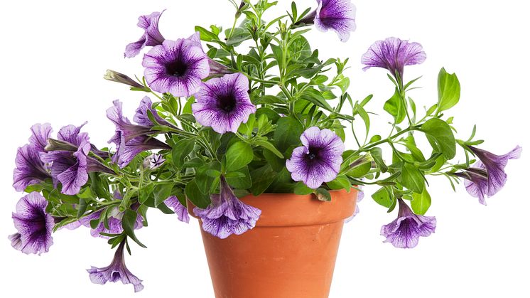 Petunia