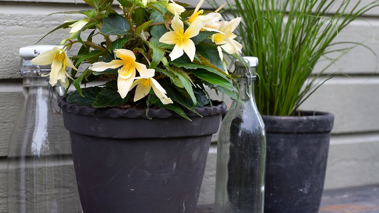 Begonia boliviensis Summerwings Boliviabegonia Foto @annikasnaturligating