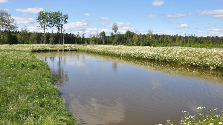 Våtmark