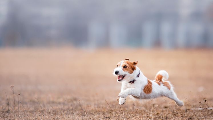 Doggy Professional_Aktiv hund