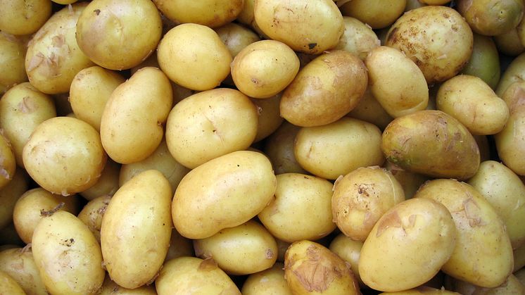POTATISEN ÄR ÅRETS LIVSMEDEL