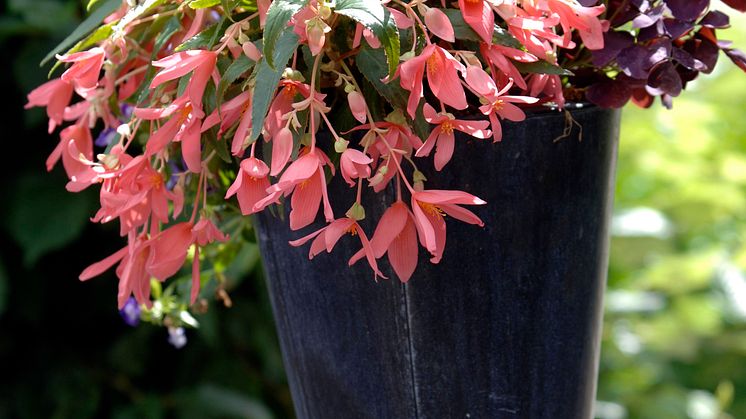 Begonia boliviensis Summerwings Boliviabegonia 