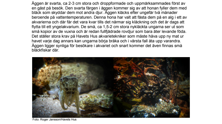 Snart blir det fler bläckfiskar på Havets Hus