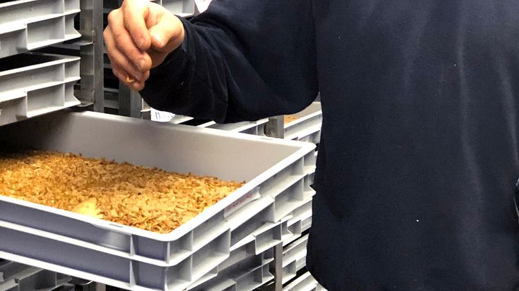 Nu är det lagligt för människor att äta insektprotein i hela Europa. EU har godkänt mjölmasken som livsmedel. Tebrito i Dalarna har produktion av mjölmaskar.