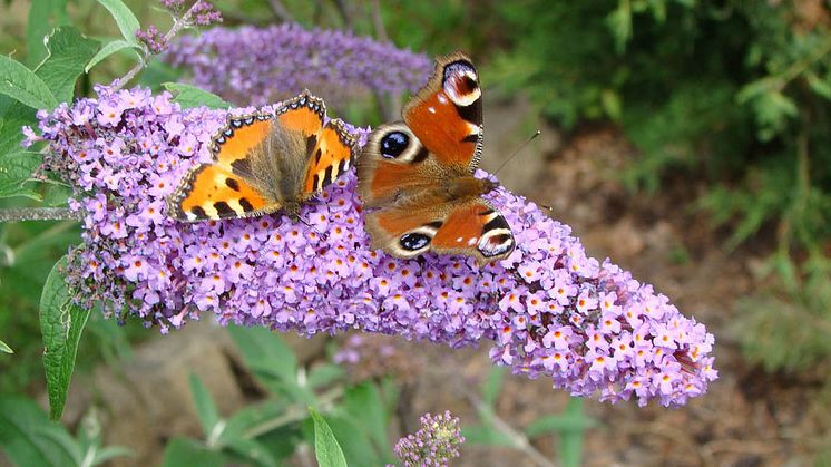 fjaril_juni22_1280x650px